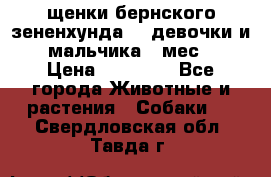 щенки бернского зененхунда. 2 девочки и 2 мальчика(2 мес.) › Цена ­ 22 000 - Все города Животные и растения » Собаки   . Свердловская обл.,Тавда г.